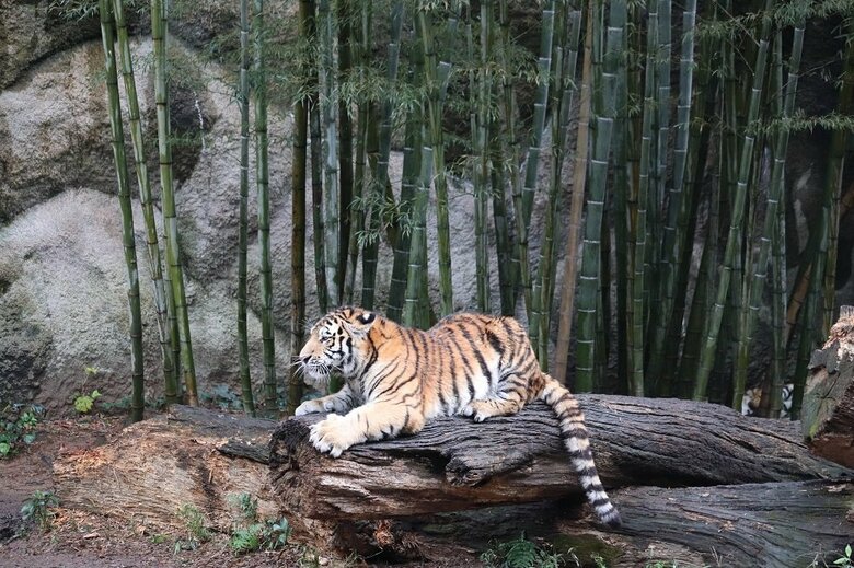 （提供：浜松市動物園）
