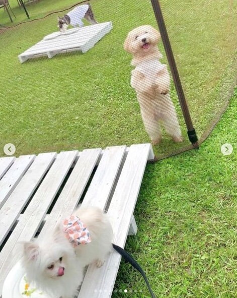 提供：かわいーぬさん