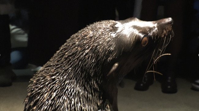 オットセイの毛並み