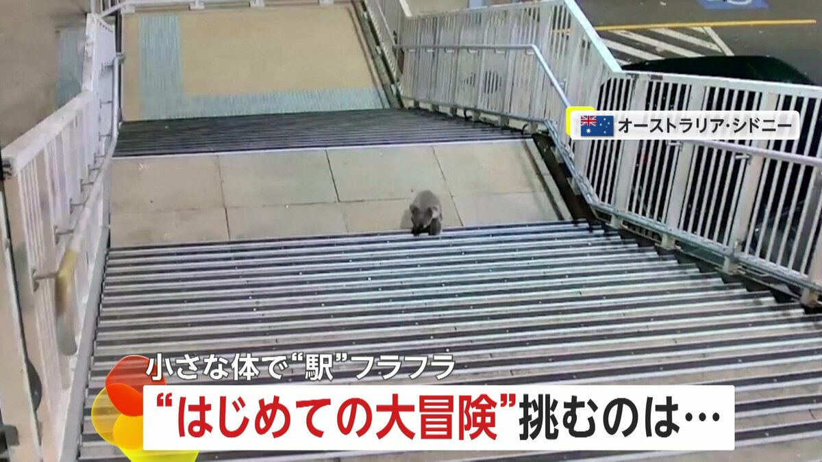 野生のコアラが“はじめての大冒険！” 駅をフラフラ挑むは…電車への乗車