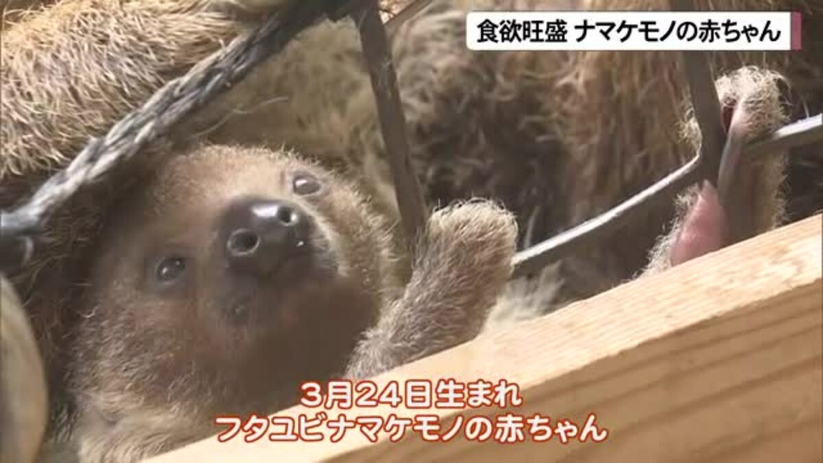 食欲旺盛ナマケモノの赤ちゃん 親子の微笑ましい姿公開｜FNNプライム