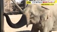 特製ケーキを親子でペロリ…福岡市動物園のアジアゾウ「ゆずは」24歳の誕生日をお祝い　福岡に来てから体重1トン増