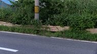 「鹿とぶつかったと思った」高齢女性死亡ひき逃げ事件で22歳男逮捕　青森・六ヶ所村