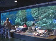 冬期の集客狙って企画…水族館でこたつに入りながら魚を鑑賞できる『こたりうむ』一番大きな水槽前に専用スペース