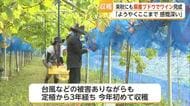 佐賀県初のワインへ一歩！大町町でブドウ初収穫 3年かけ実る【佐賀県】