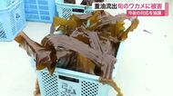 重油流出でワカメ１０００トン以上に被害確認 漁師から「商品価値ない」と悲痛な声〈宮城・塩釜〉