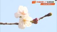 高知城の桜がついに開花！3年連続《全国トップ》の早さに　来週には満開予想