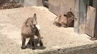 ＧＷ初日の盛岡市動物公園ZOOMOにぎわう　ヤギの赤ちゃんお披露目　岩手県盛岡市