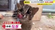 ツシマヤマネコの子ネコ　名前は「なぎ」　対馬の海のような穏やかな未来を願う　福岡市動物園で4年ぶり誕生　投票で決定