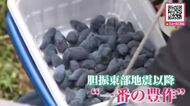 「胆振東部地震」以降”いちばんの豊作”…厚真町でハスカップの収穫が最盛期迎える〈北海道〉