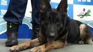 デビューしたての警察犬「リコー号」初のお手柄　「オラフ号」とともに行方不明の高齢男性発見　2頭に感謝状とドッグフード　神奈川・逗子署