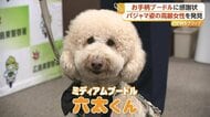【感謝状】ひとり泣きながら歩く6歳女児に“声かけ”救った大学教授◇「ワンパト隊」のプードルと飼い主　散歩中に行方不明の高齢女性を発見