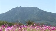 3連休好天でスタート　新潟市西蒲区ではコスモス見ごろ