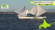 秋のホッカイシマエビ漁が2年ぶりに再開―資源量が回復傾向―白い三角の帆を張った打瀬舟で出漁―漁師は「エビが案外大きく安心」と手応え＜北海道別海町・野付湾＞