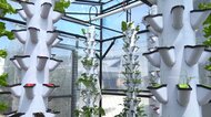 野菜の栽培と魚の養殖を同時にできる温室が登場 循環型社会を目指す取り組みとして注目集める