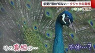 求愛行動の切なさがSNSで話題に… 不仲説ささやかれる“クジャク”の真相は?【新潟】