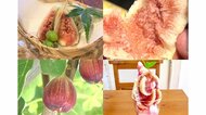 今や市の特産品「完熟いちじく」 栽培始めたのは25年前…ライバルに勝つためこだわる“出荷タイミング”【愛知発】