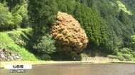 初夏は葉がオレンジ色に…四季を通じて葉の色が7回変わる七色樫色づく【岡山・鏡野町】
