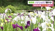 梅雨の訪れ ハナショウブ艶やかに 5万本栽培の池田池公園で初夏の光景【愛媛】