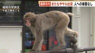 またか! 福岡市内にサル出没 早良区や繁華街・天神にも 目撃相次ぐ
