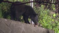 クマを「ハチミツ作戦」でおびき出すも逃走…商業施設付近で7時間居座った後、ハチミツなめまわしたが捕獲用のおりには入らず　住民困惑「出歩きができないのは不安」【岩手発】