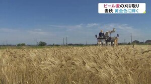 麦秋…ビール用の大麦収穫 黒部市宇奈月町