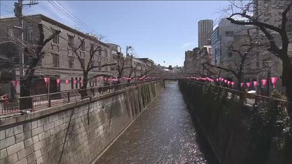 “サクラショック”　当初の開花予想は3月19日だった…東京は10年で最も遅い開花に　飲食店や人力車に影響及ぶ　　