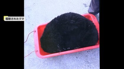 猟友会男性がクマに襲われる…顔面にけが負いドクターヘリで搬送　同じ個体とみられるクマを駆除　岩手・花巻市
