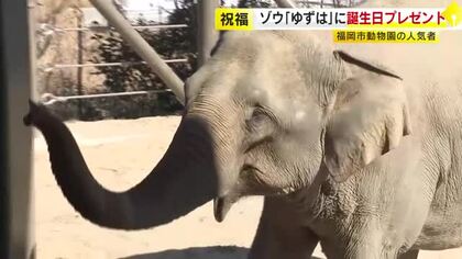 特製ケーキを親子でペロリ…福岡市動物園のアジアゾウ「ゆずは」24歳の誕生日をお祝い　福岡に来てから体重1トン増
