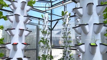 野菜の栽培と魚の養殖を同時にできる温室が登場　循環型社会を目指す取り組みとして注目集める