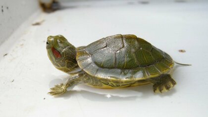 【速報】アメリカザリガニとミドリガメ　「条件付き特定外来生物」に指定へ　放出すれば３年以下の懲役・300万円以下の罰金も