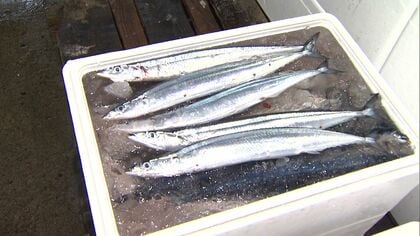 【サンマ初水揚げ】初競り1キロ25万円で過去最高値を更新 地元の鮮魚店では1匹5万円が20分で完売 8匹購入した人は妻の誕生日を“刺し身”で祝福 ダイヤモンドは買えないが「光りものだから」