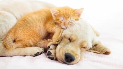 大事な犬・猫守る自信ある？災害時はペットも大パニック！飼い主が万一に備えておきたい防災「か・き・く・け・こ」