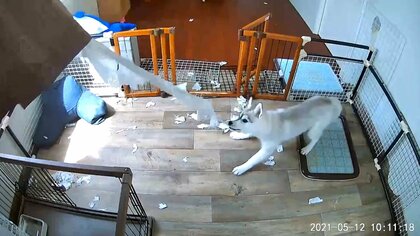 ハスキーの子犬が「留守番カメラ」の向こうで大暴れ…見守るしかなかった飼い主に聞いた“その後”