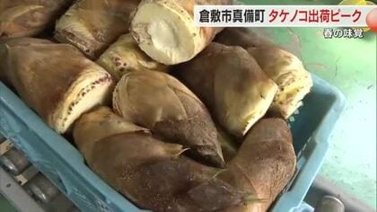 取れたてのタケノコを「どんどん食べて！」真備町特産の春の味覚・タケノコの出荷がピーク【岡山・倉敷市】