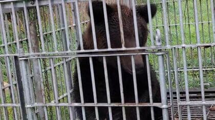 【ヒグマ捕獲】鋭く伸びた爪を柵の隙間から伸ばし＿箱わなで体長約2メートル・推定体重約180キロの1頭を捕獲＿9月に出没が相次いだクマと別個体か―ヒグマ注意報発令され警戒〈北海道砂川市〉