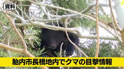 【クマ目撃情報】新潟・胎内市で子グマ目撃　体長約50センチ、林に逃げ込む