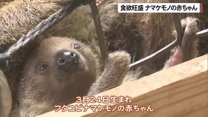 食欲旺盛ナマケモノの赤ちゃん 親子の微笑ましい姿公開
