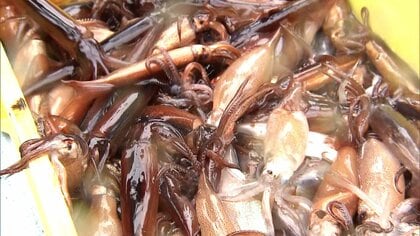 【小型船スルメイカ釣り漁】採捕停止命令の継続が決定…水産庁の審議会で議論、漁獲枠は5757トンに拡大も10月24日時点で5896トンと超過は変わらず〈北海道〉