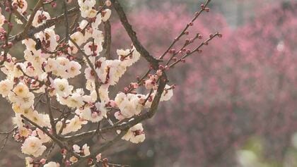 「春になったなあ」　白梅「善心光梅」の開花進む　長野・飯田市の元善光寺
