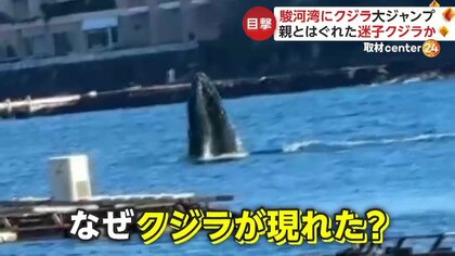 クジラ」が駿河湾で大ジャンプ 「バシャバシャはねていた」親とはぐれ