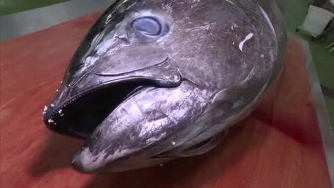 授業でマグロの解体ショー！？丸ごと1本を教材に漁業の街の食材を味わって学ぶ（鳥取・境港市）