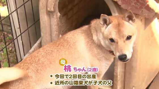 一時は絶滅の危機 山陰柴犬 に赤ちゃん誕生 コスプレ柴犬はお店の 看板犬 に