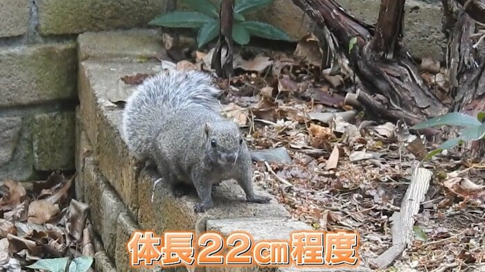 特定外来生物 タイワンリス