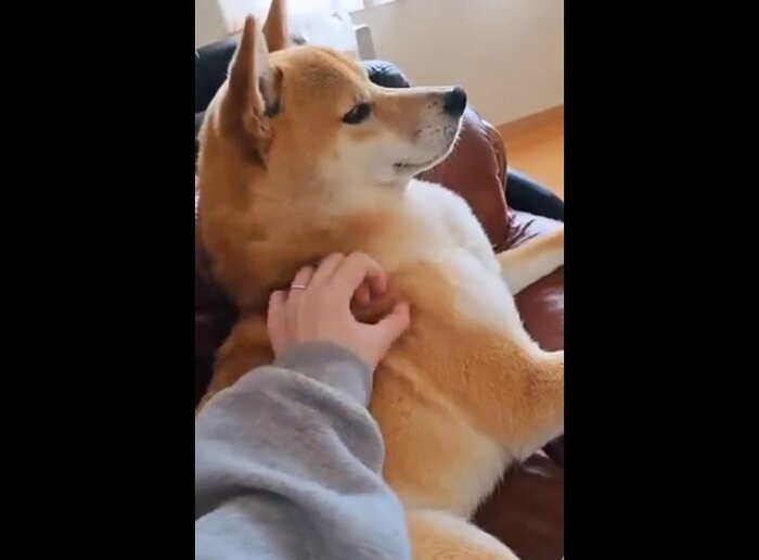 LISAさんに撫でられて大満足なおみつくん