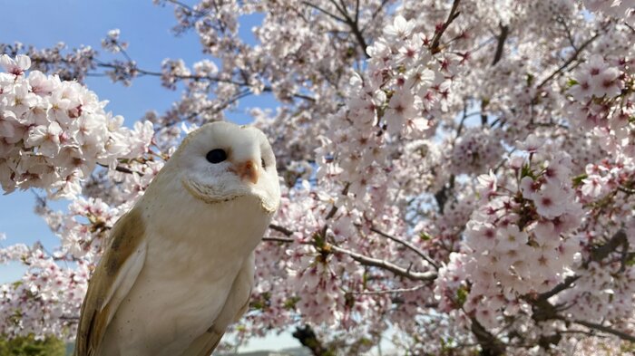 桜とアイちゃん