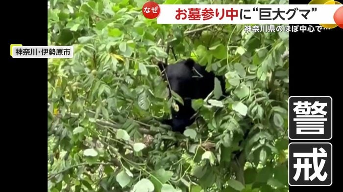 熊は警戒した様子で食事(視聴者撮影)