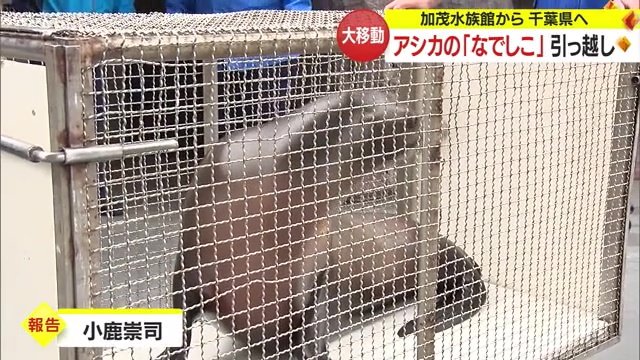 運搬用のケージで鴨川シーワールドへ