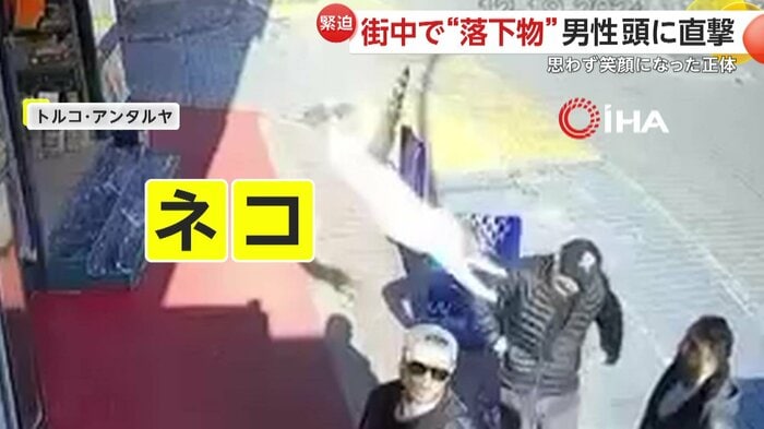 全身をピンと伸ばし落ちてきたのは「ネコ」(IHA)