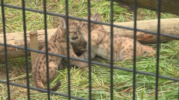 ピューマの赤ちゃん(盛岡市動物公園ZOOMO)